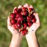 We pick quality cherries