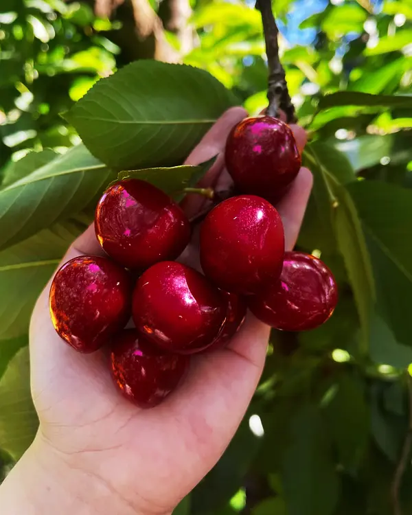 We pick quality cherries